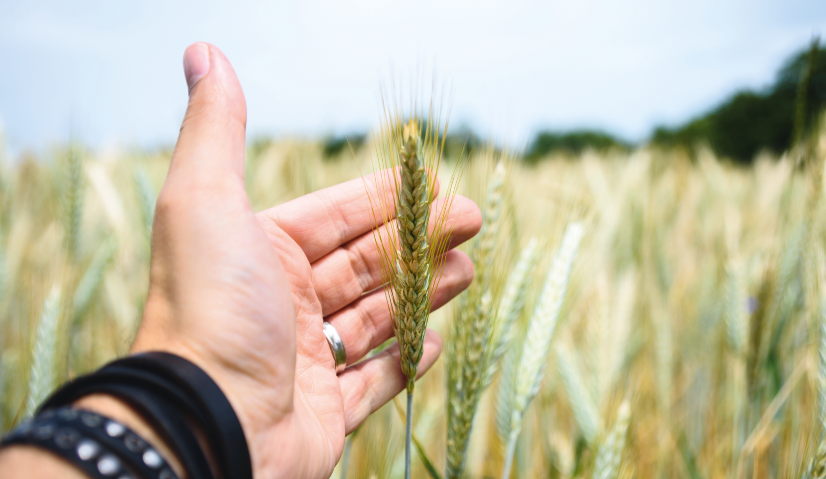 Eine Hand, die einen Weizenhalm in einem Feld hält.